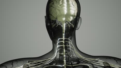 brain-and-nervous-system-of-human